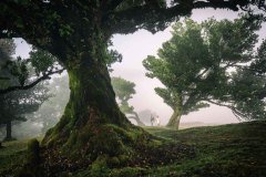 just married couple in Fanal laurel forest Madeira