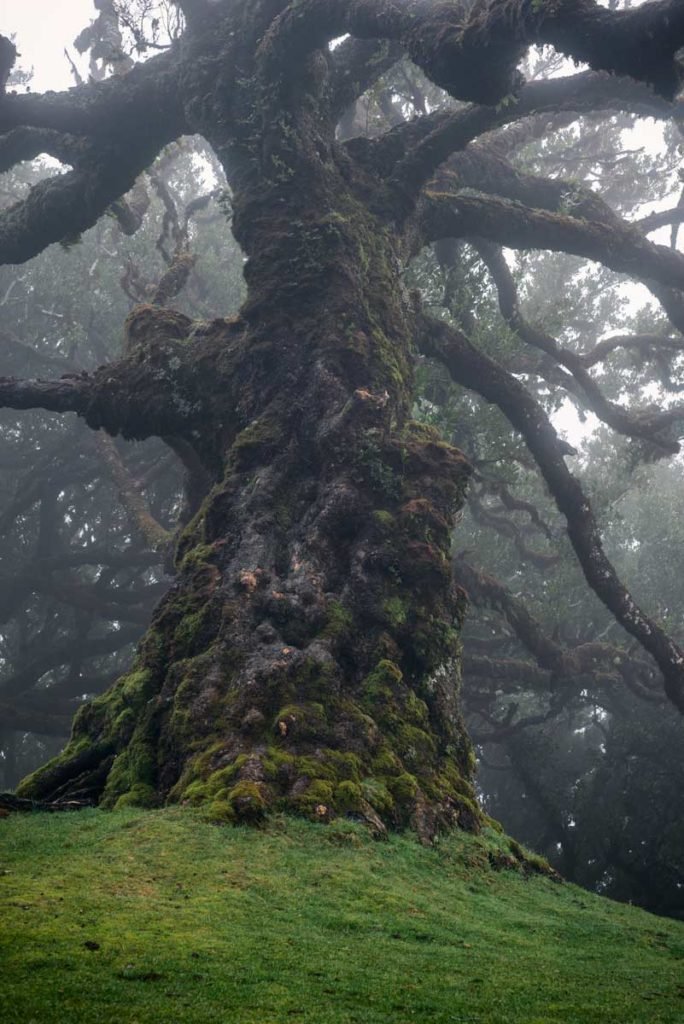 Old laurel tree