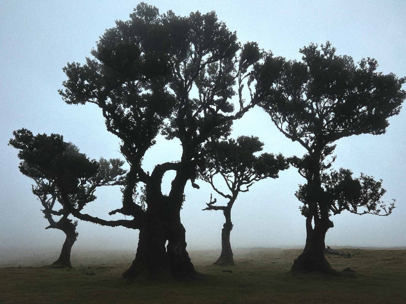 misty laurel forest